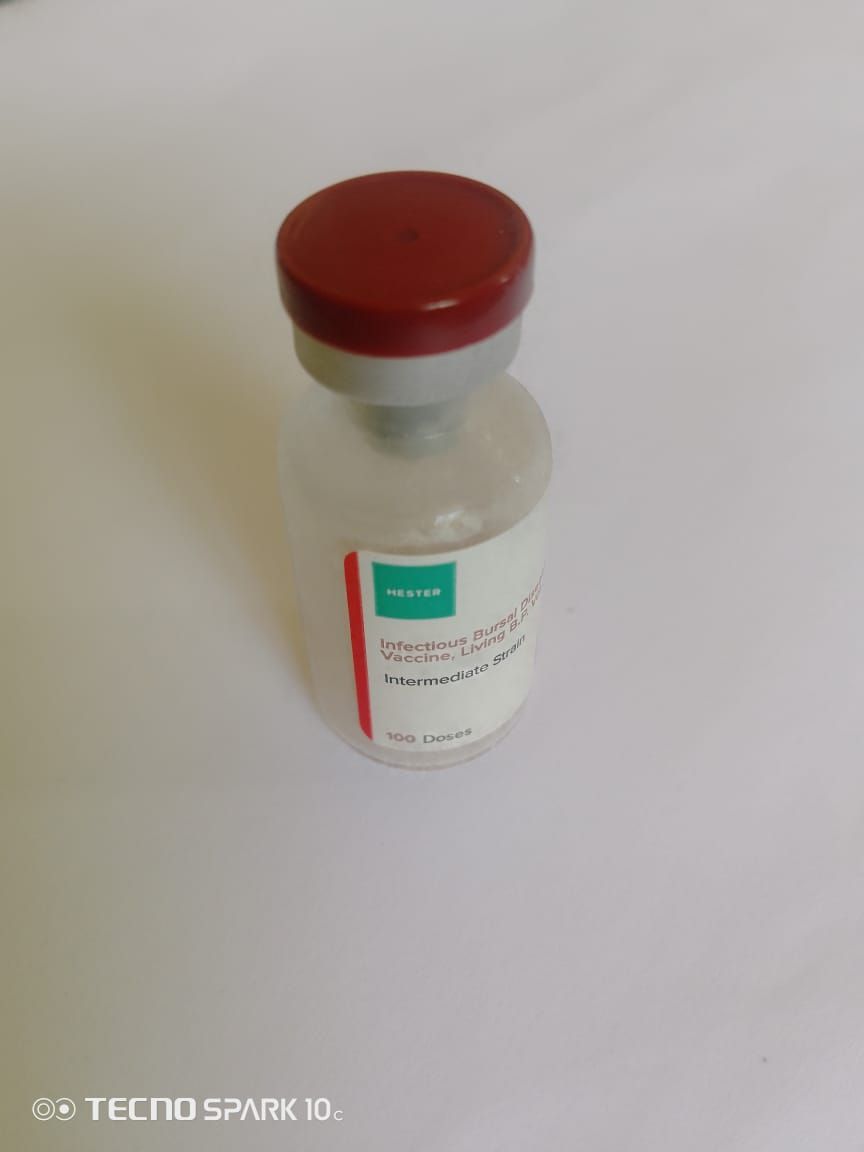 Gumboro (IBD) Vaccine 100