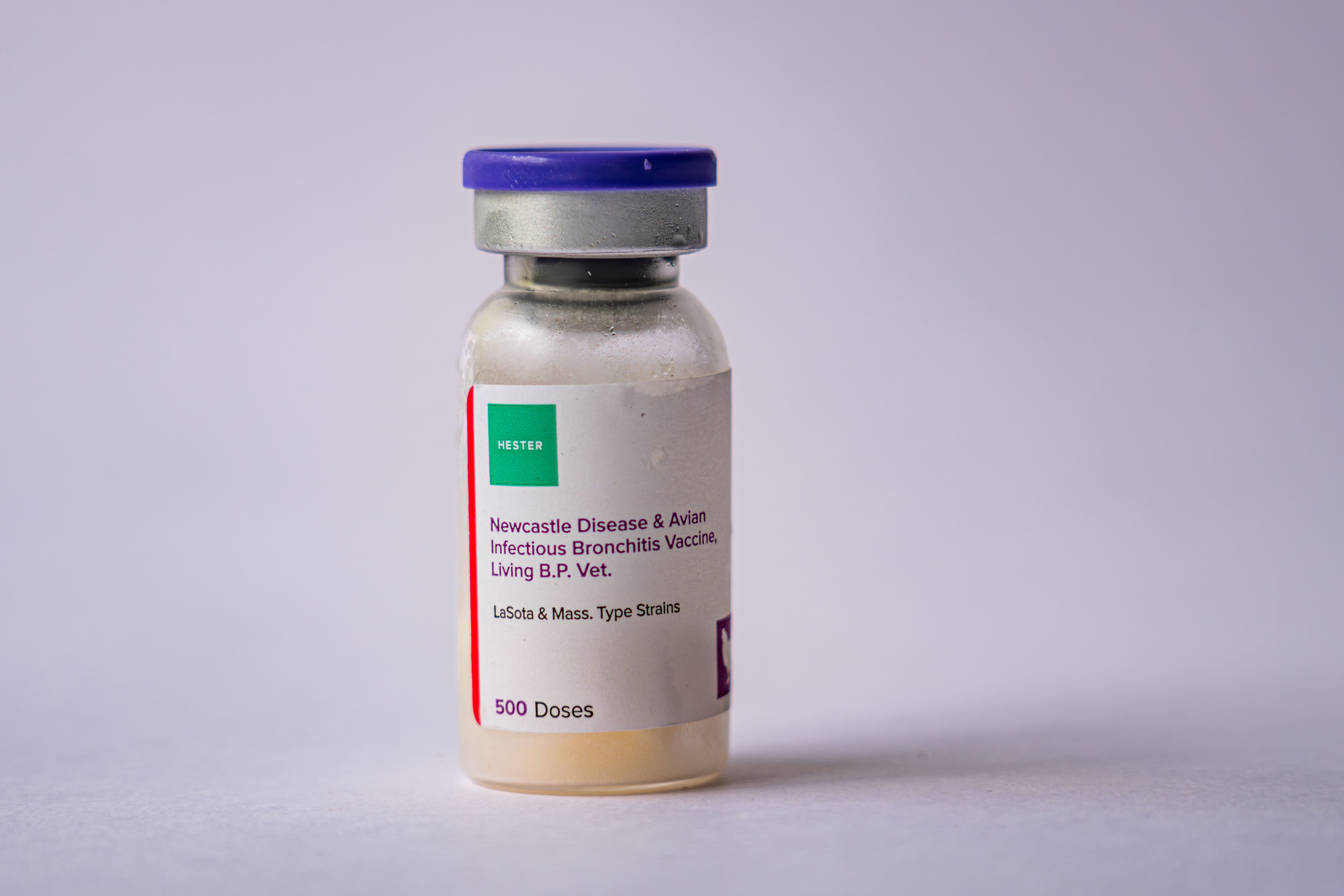 Newcastle Disease Vaccine (Lasota) 500